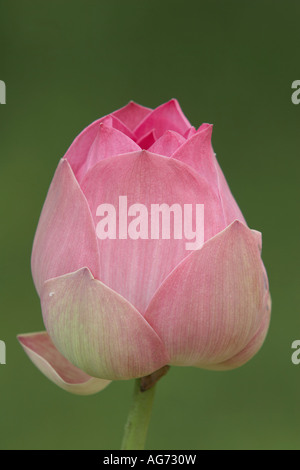 Lily Stockfoto