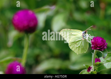 Globe Amaranth Gomphrena Globosa und Brimstone Schmetterling Gonepteryx rhamni Stockfoto