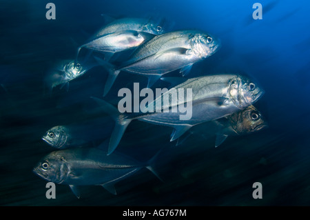 Big Eye Makrelen oder Buchsen Caranx Sexfasciatus in Cocos Island, Costa Rica Stockfoto