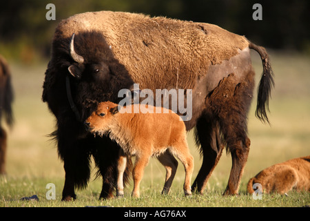 Buffalo Bisons in der Lower Geyser Basin Yellowstone-Nationalpark-Wyoming Stockfoto