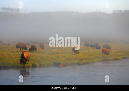 Buffalo Bisons entlang des Firehole River in Wyoming Yellowstone-Nationalpark Stockfoto