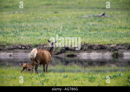 Ein Elch-Kuh mit Neugeborenen Kalb Yellowstone-Nationalpark, Wyoming Stockfoto