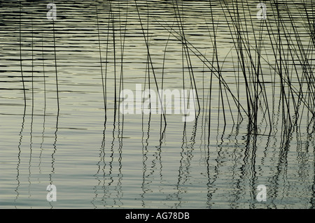 Sonnenuntergang, Licht, Seegras Stockfoto