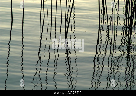 Sonnenuntergang, Licht, Seegras Stockfoto