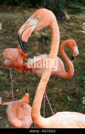 Birmingham Alabama, Zoo. Pink Flamingo, Vögel, Besucher Reise Reise Reise Reise Tourismus Wahrzeichen Kultur Kultur Kultur, Urlaub Gruppe peo Stockfoto