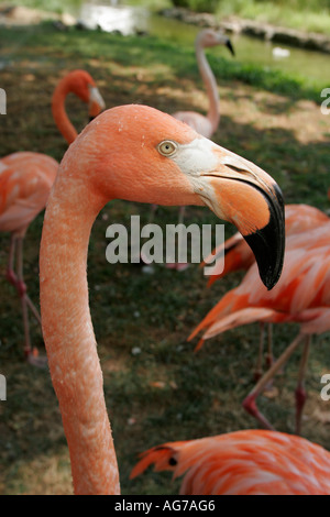 Birmingham Alabama, Zoo. Pink Flamingo, Vögel, Besucher Reise Reise Reise Reise Tourismus Wahrzeichen Kultur Kultur Kultur, Urlaub Gruppe peo Stockfoto