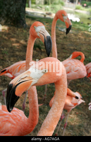 Birmingham Alabama Zoo, zoologischer Park, rosa Flamingo, Vögel, Besucher Reise Reise Reise Tourismus Wahrzeichen Kultur Kultur, vac Stockfoto