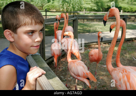 Birmingham Alabama, Zoo. Rosa Flamingo, Vögel, lateinamerikanische Latino ethnischen Einwanderer Minderheit, junge Jungen Jungen Jungen Jungen männlichen Jungen Kinder Kind chil Stockfoto