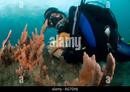 Taucher und lange Schnauze Seepferdchen (Hippocampus Reidi) in Singer Island, FL. Stockfoto