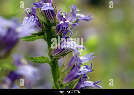 Große blaue Lobelie Lobelia syphilitica Stockfoto