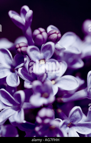 Nahaufnahme von lila Baum Blüte im Frühjahr Stockfoto