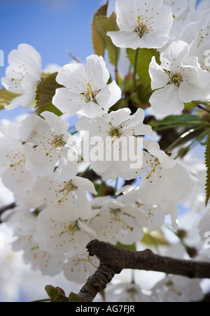 Schuss von Birne Blüte im Frühjahr erschossen hautnah. Stockfoto