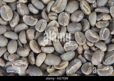 Äthiopien Yirgacheffe roh Coffea Arabica Kaffeebohnen Stockfoto