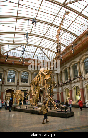 Brachiosaurus Brancai Skelett, Natural History Museum, Berlin, Deutschland Stockfoto