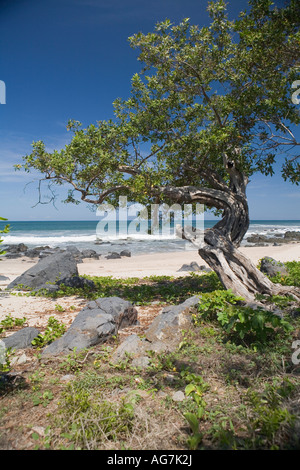 Verwitterter Baum am Strand von Manzanillo Bay Troncones Ixtapa Zihuatanejo Bereich Bundesstaat Guerrero, Mexiko Stockfoto