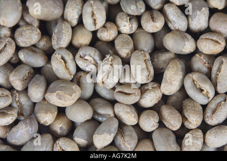 Indien Pearl Mountain roh Coffea Arabica Kaffeebohnen Stockfoto