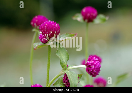 Globe Amaranth Gomphrena globosa Stockfoto