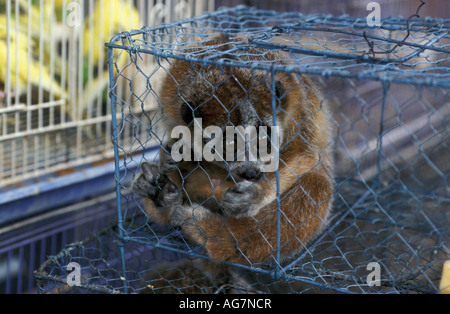 Vietnam Hanoi Slow Loris zu verkaufen Stockfoto