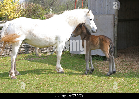 Eriskay Pony Stute und Fohlen Stockfoto