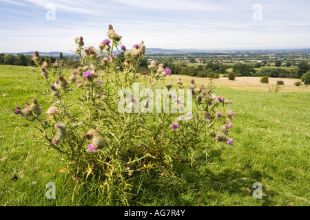 Eine Distel wachsen auf den Hügeln in der Nähe von Cotswold Dorf von Saintbury, Gloucestershire Stockfoto