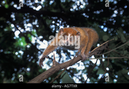 Vietnam Sohn La Slow Loris auf Ast Stockfoto