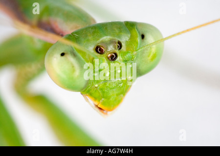 Grüne betender Mantis Spanien Young Person Stockfoto