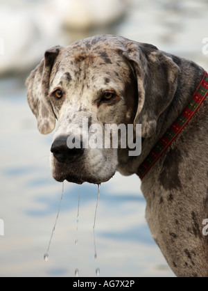 Nahaufnahme der Dogge Hund Blick in die Kamera Stockfoto