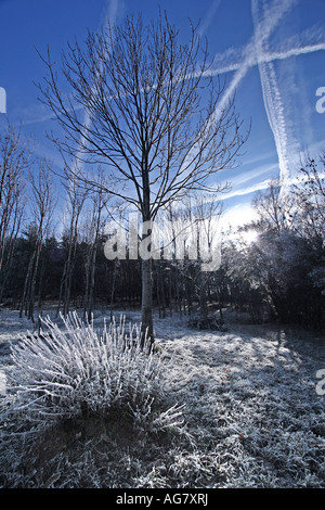 Einsamer Baum in der Mitte eine französische Wald bedeckt durch Raureif unter dem blauen Himmel Croseed durch Rauch von Flugzeugen mit Links die Stockfoto