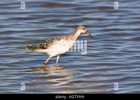 Ruff, Philomachus Pugnax Fütterung im flachen Wasser mit Reflexion Titchwell norfolk Stockfoto