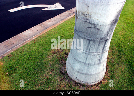 Ein Verkehr Pfeil und Palm-Baum in Waikiki Beach Hawaii auf der Insel Oahu Stockfoto