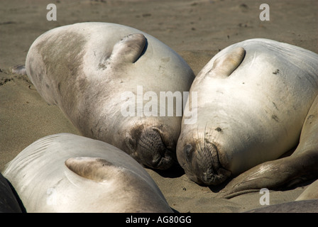 Junge weiße nördlichen See-Elefanten lag Sonnen am Strand. Stockfoto