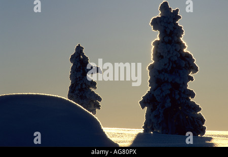 Verschneite Bäume Stockfoto