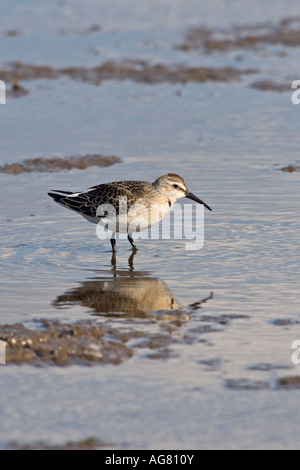 Brachvogel Strandläufer Calidris Ferruginea Fütterung auf Watten Titchwell Norfolk mit Spiegelung im Wasser Stockfoto