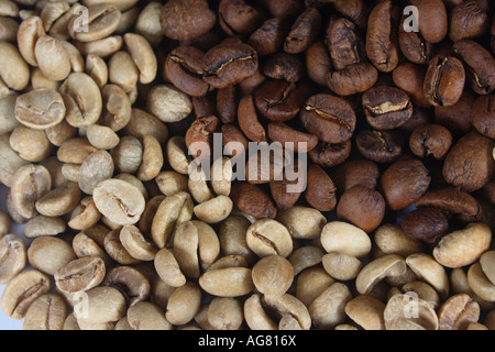 Indonesien Kopi Luwak rohe und geröstete Coffea Arabica Kaffeebohnen Stockfoto