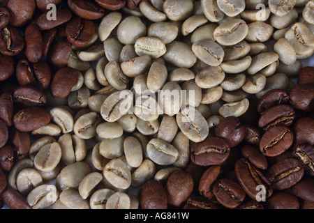 Jamaica Blue Mountain Kaffee Bohnen Roh und gerösteten Coffea arabica Stockfoto