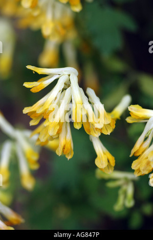 Gelbe Corydalis Corydalis Lutea auch als gelbe Erdrauch, Pseudofumaria, Hollowort oder gelber Rittersporn Stockfoto