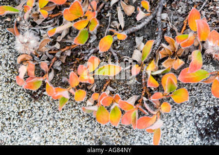 Herbstfärbung, erscheinen in den winzigen 2cm hohen arktischen Wäldern von polar Weiden Stockfoto
