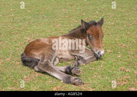Eriskay Pony Fohlen Stockfoto
