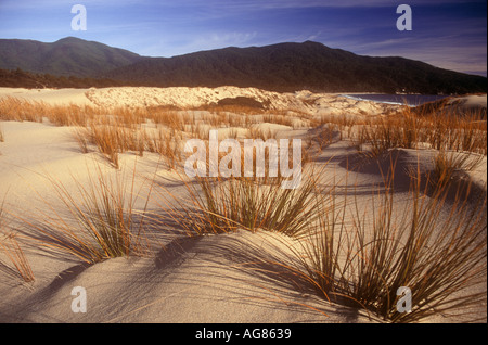 NEW ZEALAND STEWART ISLAND rauchigen Strand Knochenmark Rasen wachsen auf Sanddünen mit Urwald hinter auf Nord-West-Schaltung Stockfoto