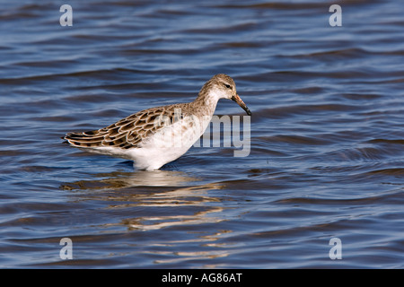 Ruff, Philomachus Pugnax Fütterung im flachen Wasser mit Reflexion Titchwell norfolk Stockfoto