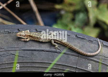 Gemeinsame Eidechse Lacerta Vivipara in Sonne auf alten gedumpten Auto Reifen Potton bedfordshire Stockfoto