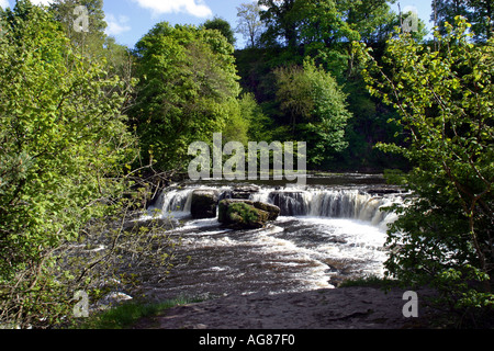 Aysgarth Falls sind ein Dreifach Flug von Wasserfällen, geschnitzt aus durch den Fluß Ure in Yorkshire Dales Stockfoto