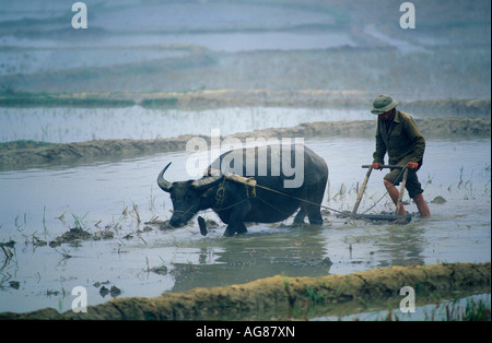 Vietnam Tuan Giao Mann Pflügen Reisfeldes mit Wasserbüffel Stockfoto