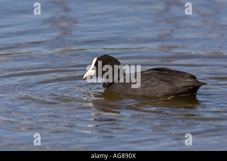 Blässhuhn Fulica Atra auf Wasser norfolk Stockfoto