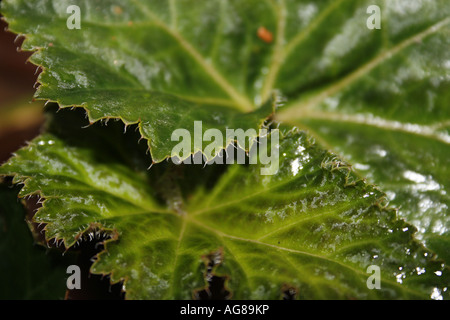 Tuberöse Begonie Begonia Tuberhybrida cultorum Stockfoto