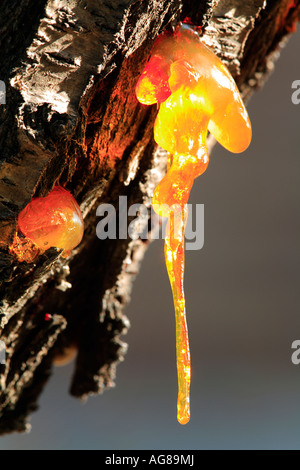 Harz aus dem Stamm von einem Mandelbaum Prunus Dulcis Spanien nässende Stockfoto