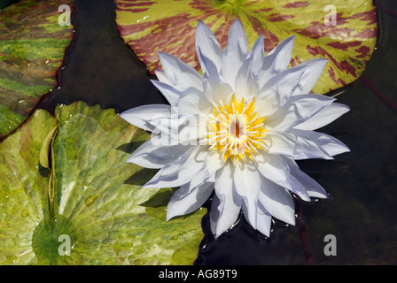 Wasser Lilie Nymphaea Arten Lotus Thailand Chiang Mai Queen Sirikit Botanischer Garten Stockfoto