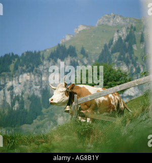 Kuh im Alm bei Wengen Schweiz Stockfoto