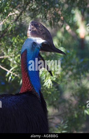 südlichen Kasuar, Casuarius Casuarius, einzelnen Erwachsenen gähnende Profil Stockfoto