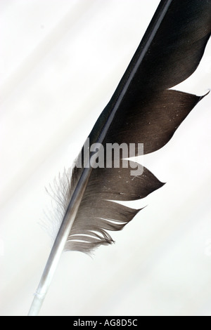 Ein schwarzer Vogel-Feder auf weißem Hintergrund Stockfoto